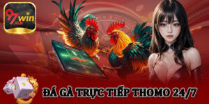 Đá Gà Trực Tiếp Thomo 24/7